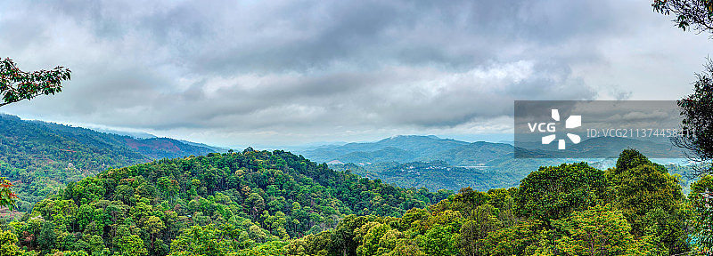 云南西双版纳茶园南糯山风景图片素材