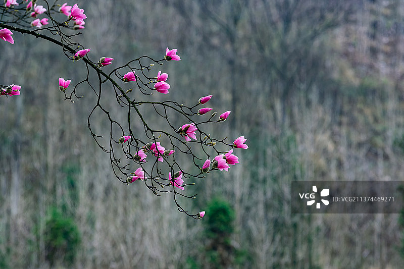 辛荑花图片素材