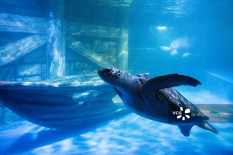 南京海底世界绿海龟图片素材