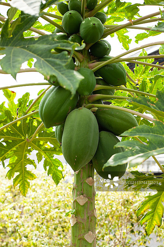 木瓜树图片素材