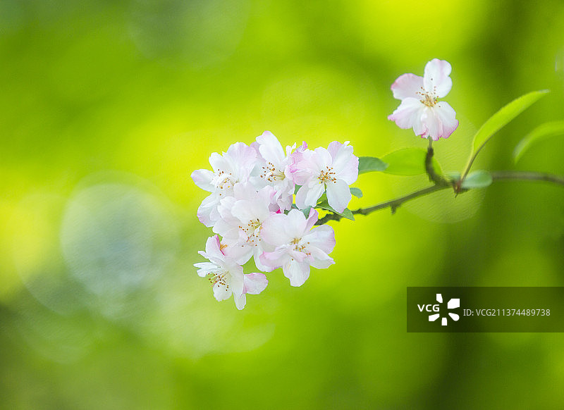 海棠花己开图片素材