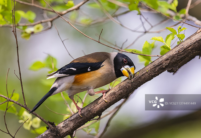 吃槐花的蜡嘴鸟图片素材