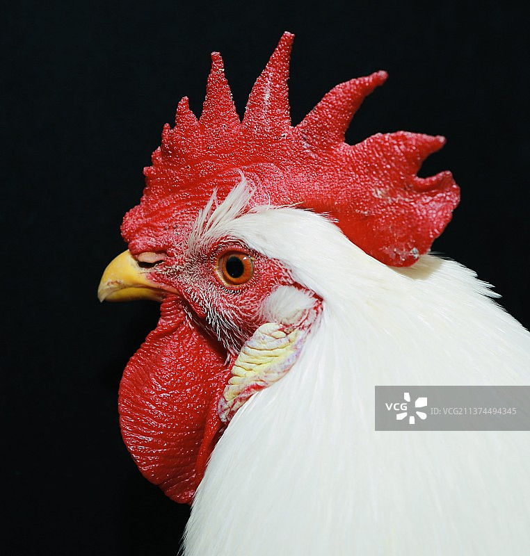 英俊少年图片素材