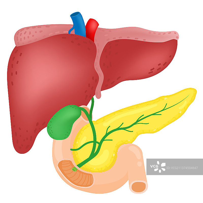 肝脏、胆囊和胰腺解剖结构图片素材
