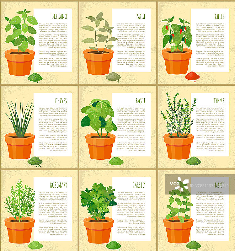 牛至和鼠尾草海报套装图片素材