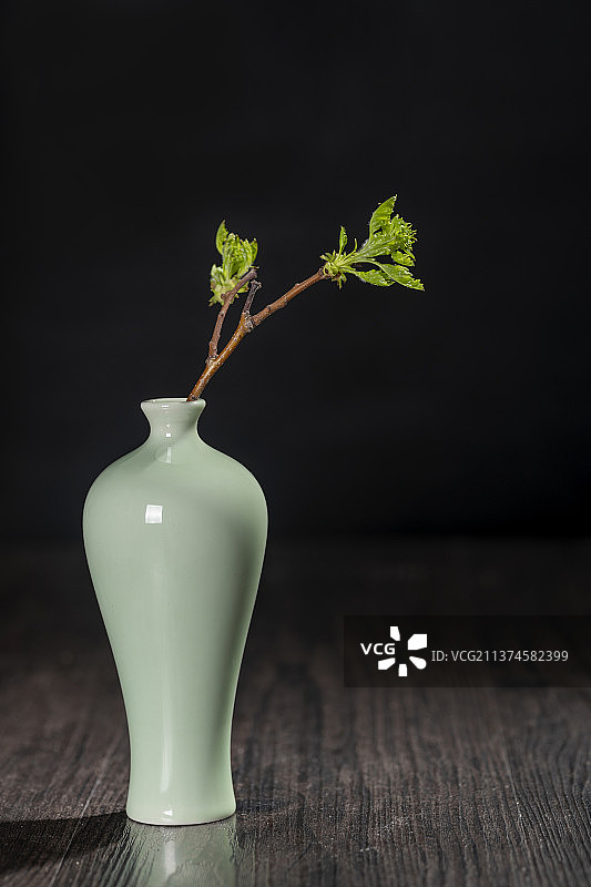 插着发芽树枝的梅瓶特写深色背景图片素材