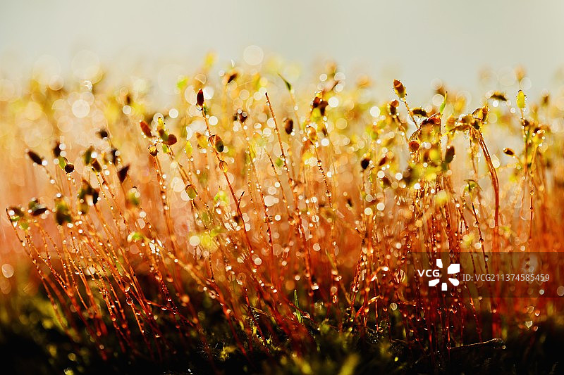 努放的生命赞歌图片素材