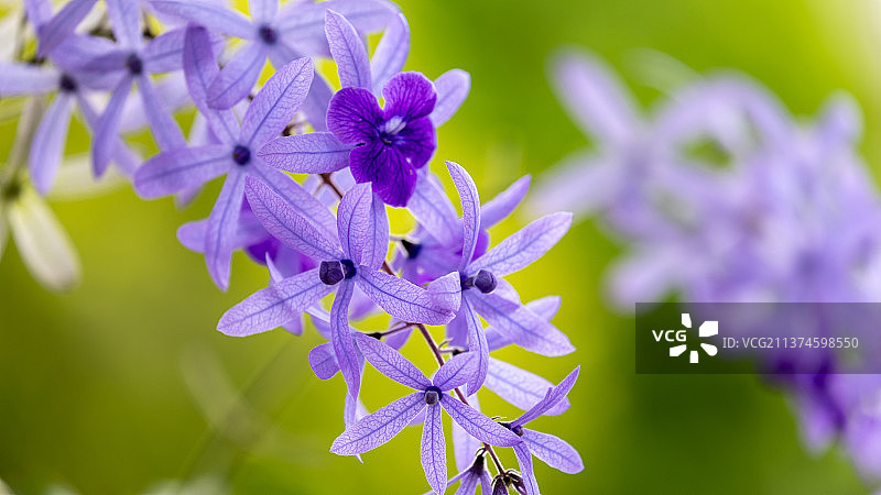 阳光下的蓝花藤图片素材