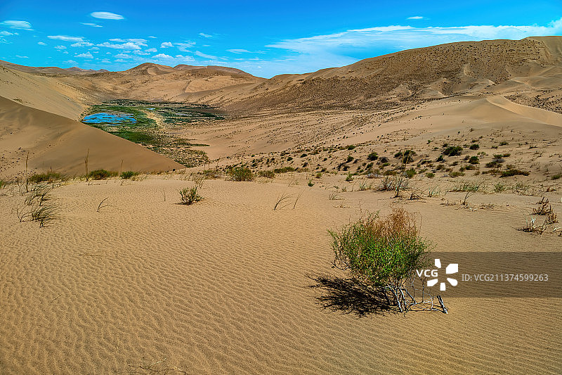 巴丹吉林沙漠植物与绿洲图片素材