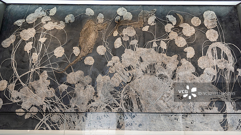 海百合化石墙图片素材