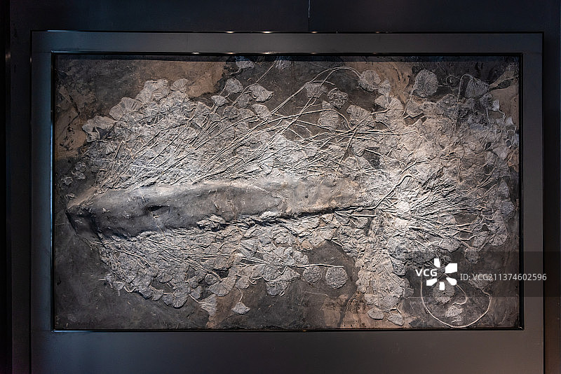 海百合化石墙图片素材