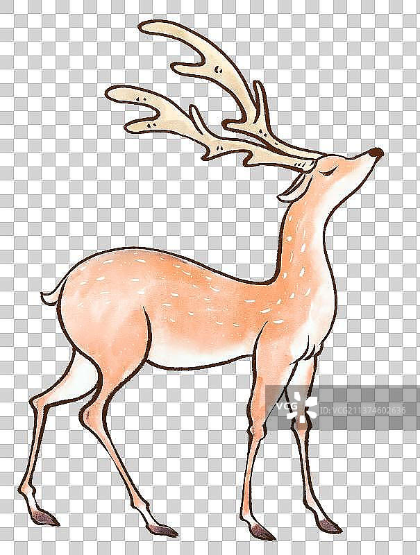 抬头的梅花鹿图片素材