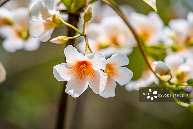 油桐花开图片素材