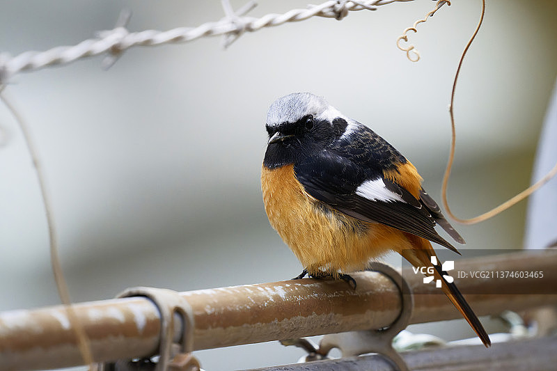 小胖子图片素材