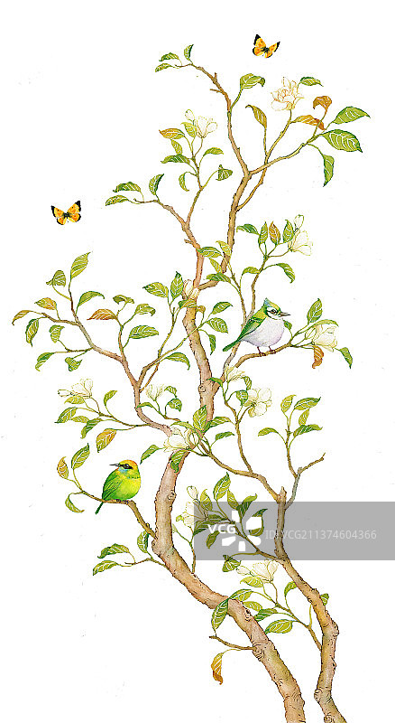 插画植物花鸟茉莉花蝴蝶水彩手绘清新自然图片素材