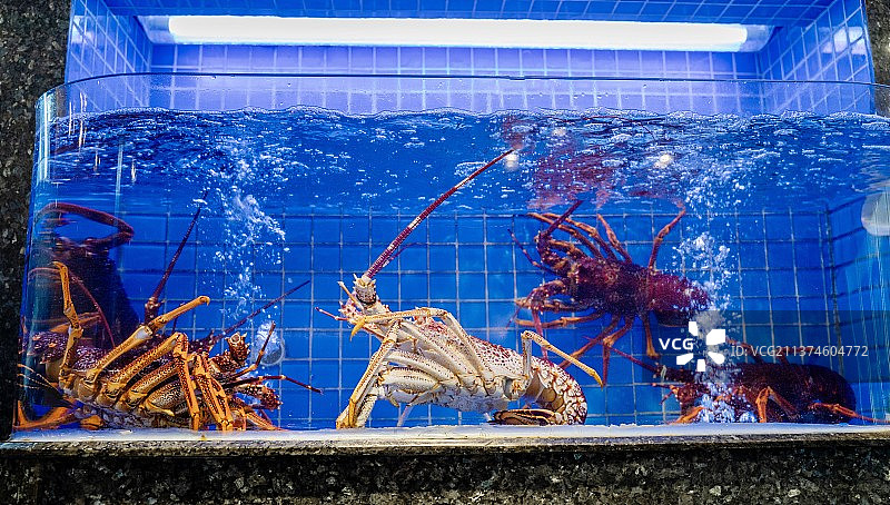 水产龙虾图片素材