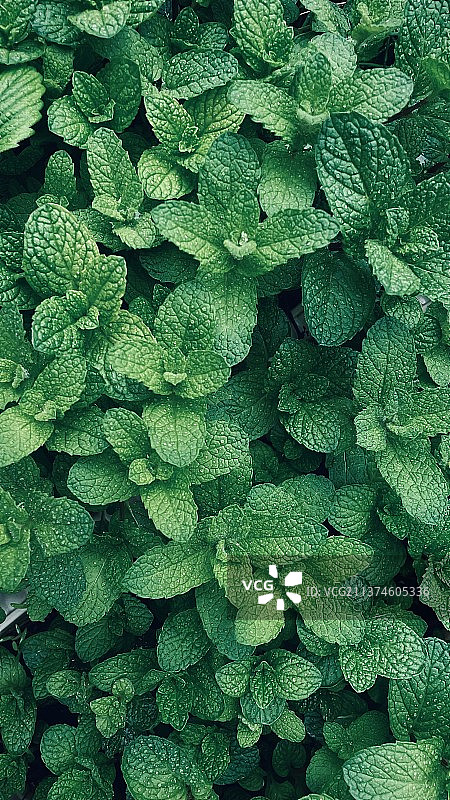 薄荷叶的全帧拍摄图片素材