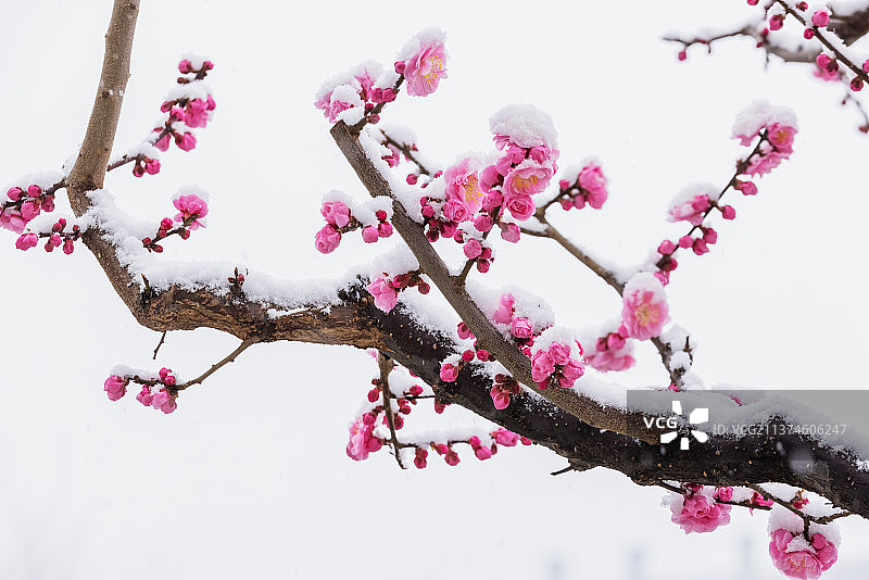 踏雪寻梅图片素材