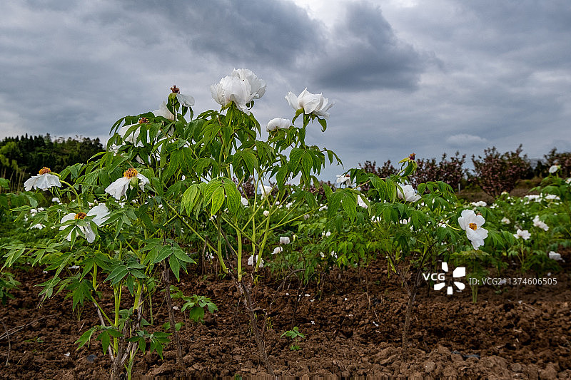 中国四川省绵阳市白牡丹盛开图片素材