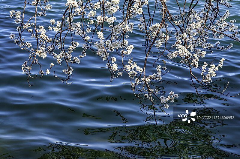 一湖春水图片素材