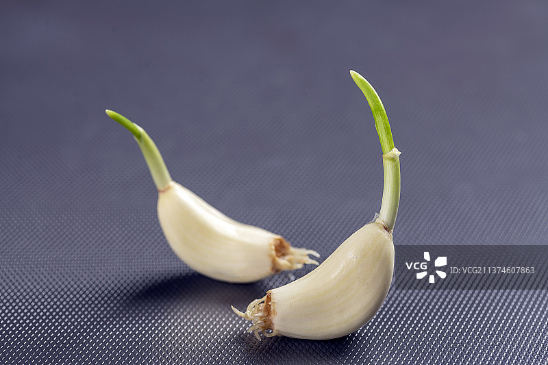 大蒜发芽一盘蒜苗摆放在桌面上特写图片素材