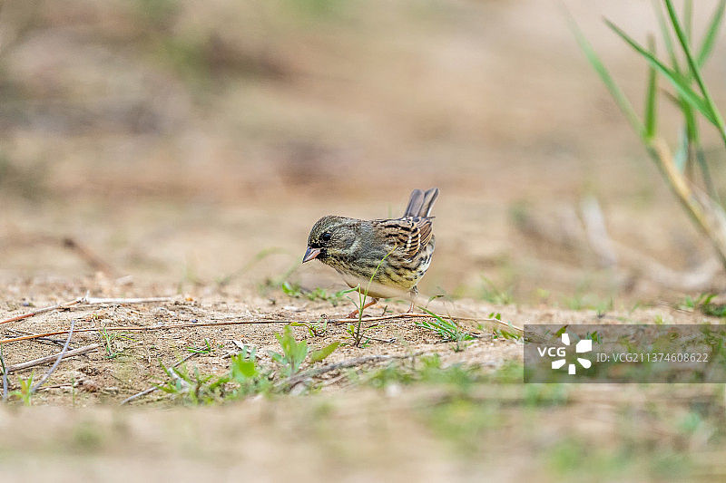 一只灰头鹀飞落在田地上寻觅翻食散落在地里的植物种籽图片素材