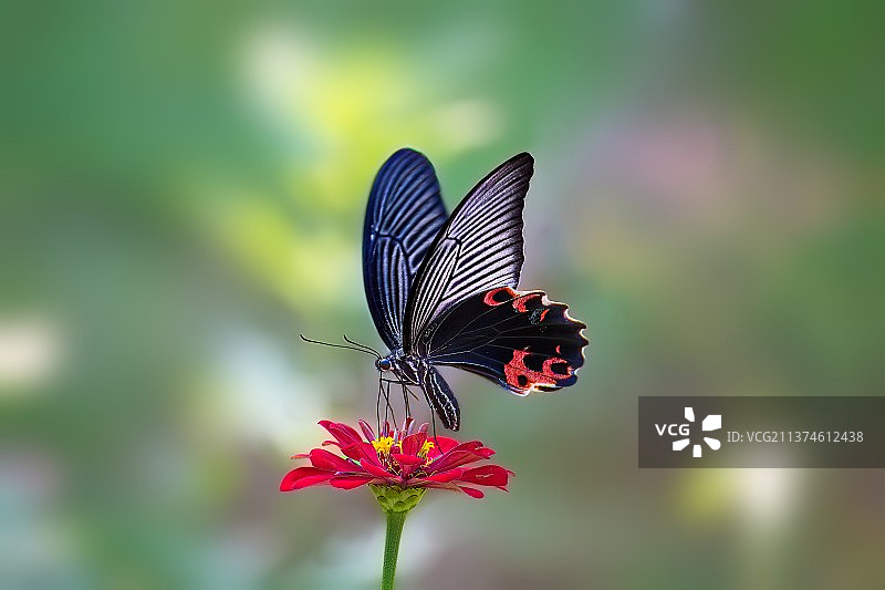 蓝凤蝶图片素材