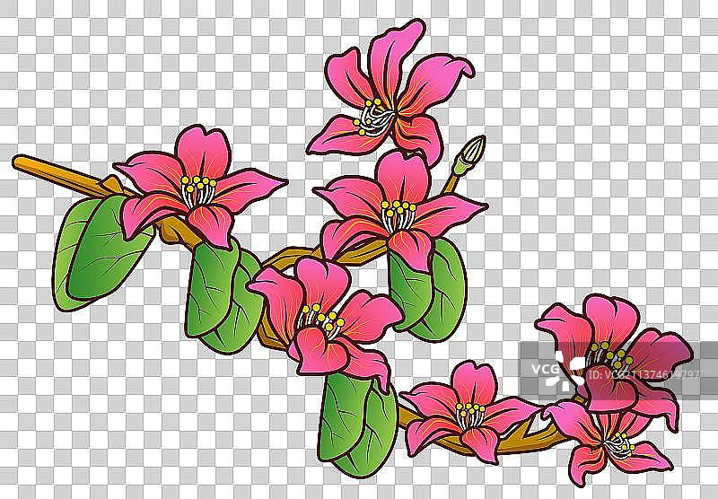 紫荆花图片素材