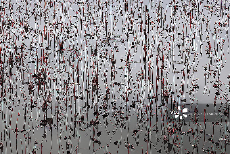 残荷的韵律图片素材