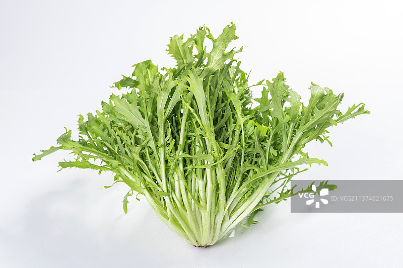 新鲜蔬菜苦菊特写图片素材