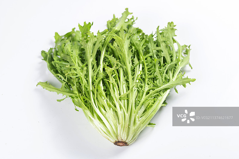 新鲜蔬菜苦菊特写图片素材