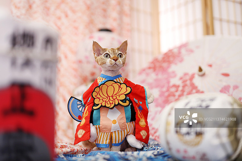 可爱的德文卷毛猫图片素材