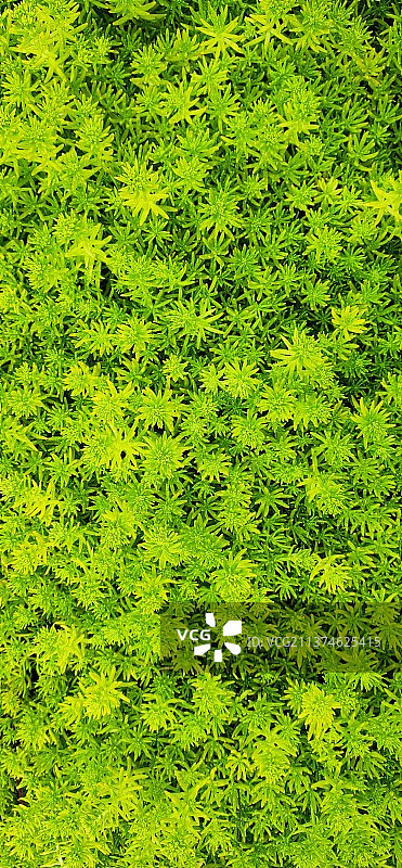 佛甲草图片素材