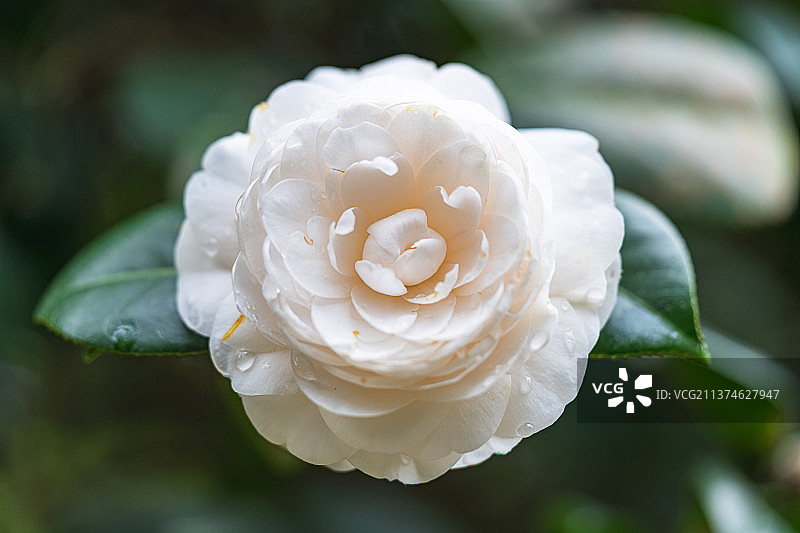 山茶花图片素材