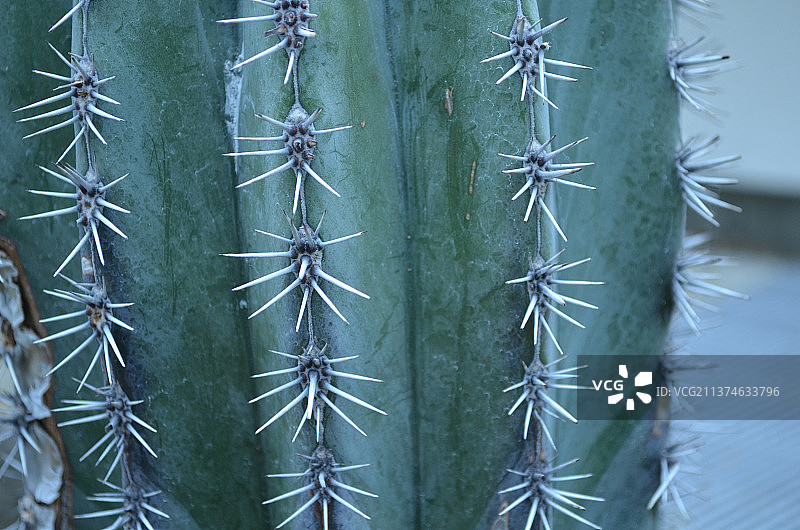 仙人掌的尖锐边缘图片素材