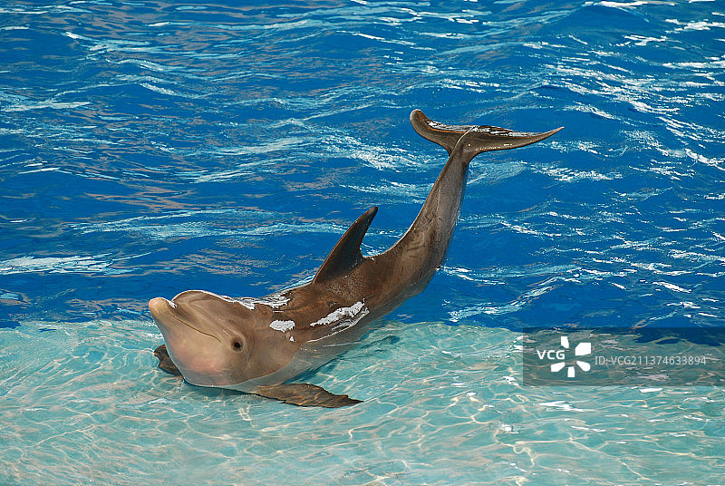 海豚水中嬉戏图片素材