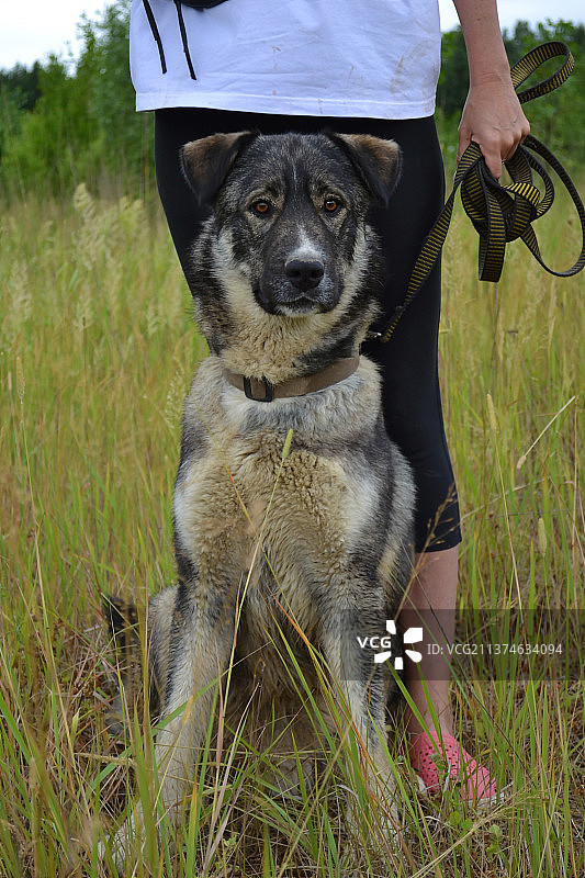 一只大灰狗坐在主人脚边图片素材