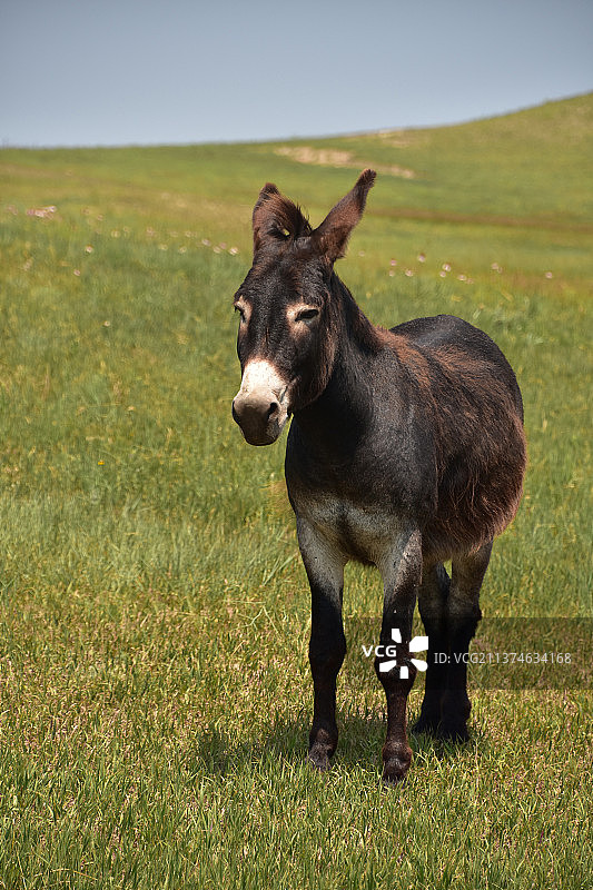 田野里的野驴图片素材