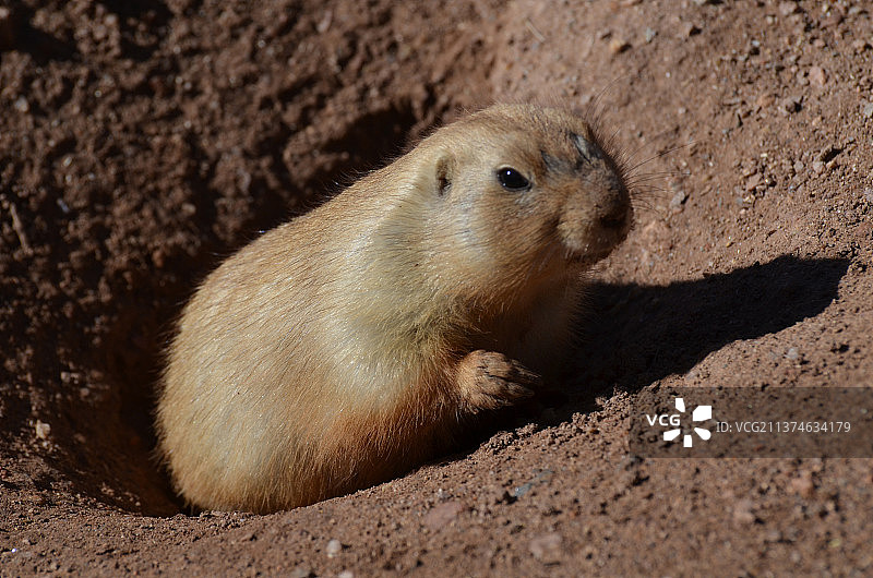 黑尾草原犬鼠从洞里爬出来图片素材