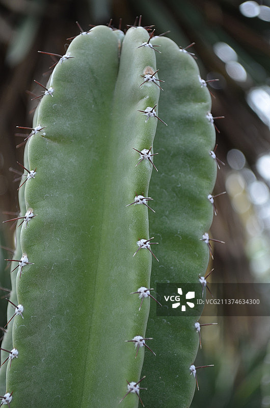 带有尖锐尖刺的大型火炬仙人掌图片素材
