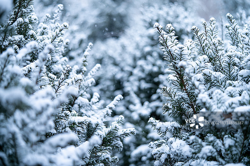 雪松图片素材