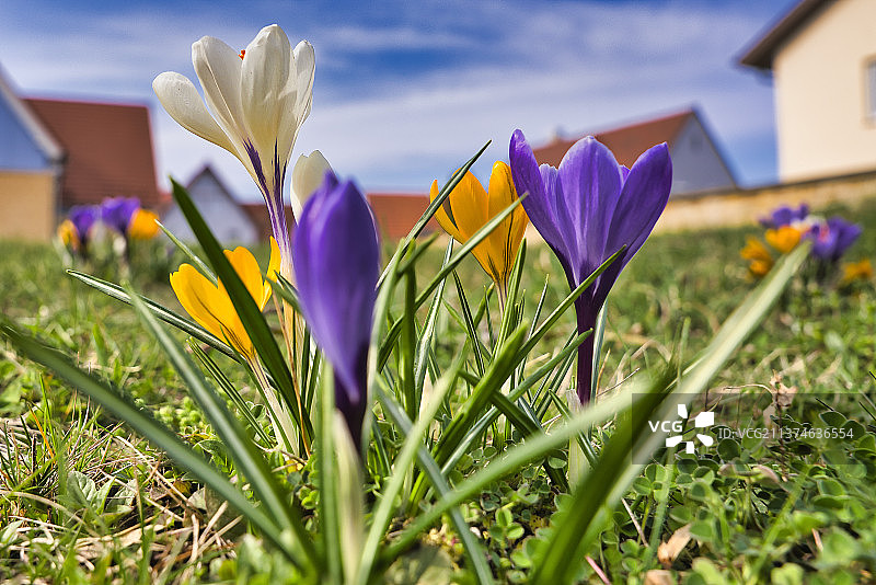 美丽的番红花，紫色番红花特写，德国卡尔斯鲁厄图片素材