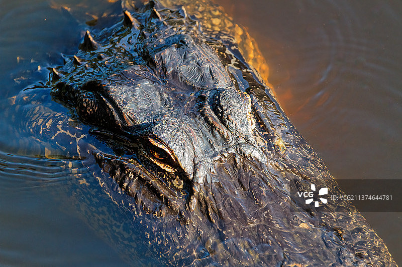 鳄鱼头部特写：高角度拍摄的湖中鳄鱼，美国约翰·萨金特公园图片素材