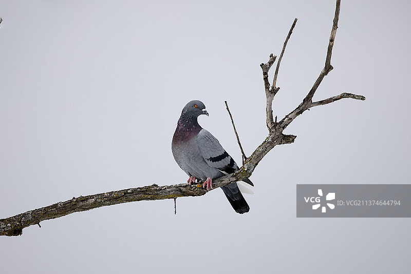 冬季的岩鸽：栖息在树上的猛禽，加拿大安大略省多伦多图片素材