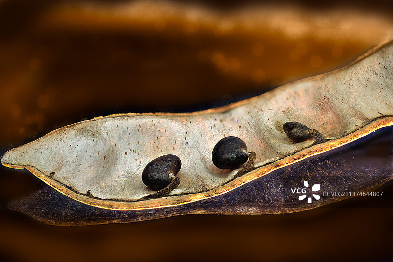 荚中干豌豆特写，模糊的秋季背景，法国图片素材