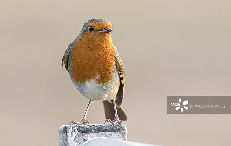英国格洛斯特郡斯利姆布里奇，栖息在栏杆上的知更鸟特写图片素材