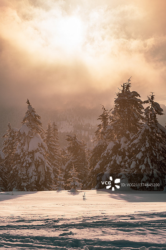 冬季雪地冷杉（罗马尼亚）图片素材