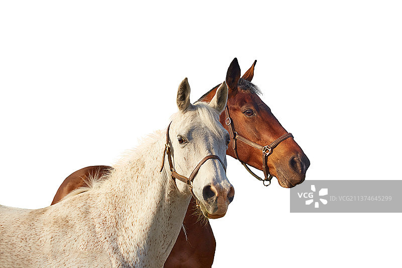 两匹马：棕色和灰色，白色背景图片素材