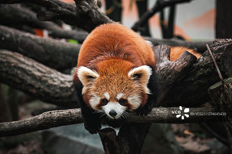 小熊猫图片素材