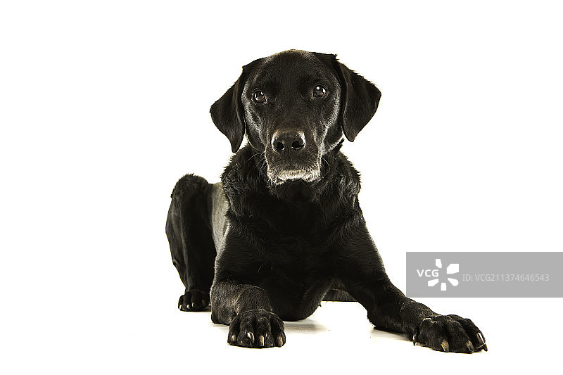 坐在白色背景前的高调拍摄的黑色拉布拉多寻回犬肖像图片素材
